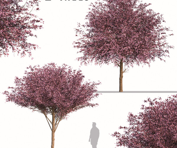 ArtStation - Set of Purple Pony Plum Trees (Prunus cerasifera) (2 Trees ...