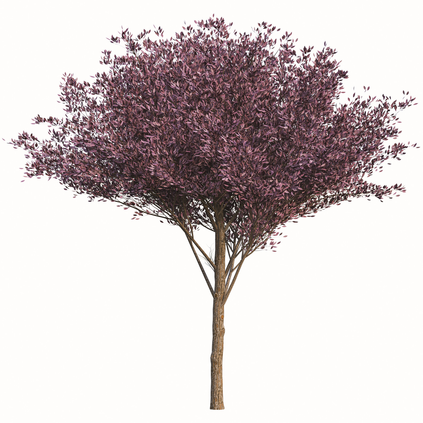 ArtStation Set of Purple Pony Plum Trees (Prunus cerasifera) (2 Trees) Resources