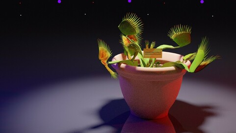 Dionea ( Venus flytrap)