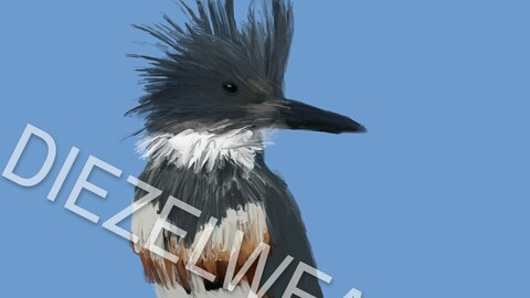 Belted Kingfisher Bird