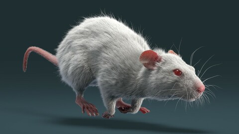 Rat Fur Animated White