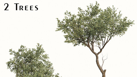 Set of Fruitless Olive Trees (Olea Europaea) (2 Trees)