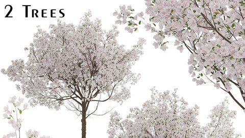 Set of Yoshino Cherry Trees (Prunus yedoensis) (2 Trees)