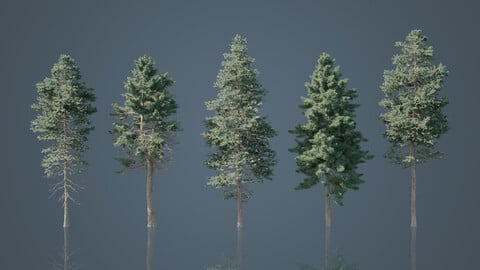 Tall Conifer Trees