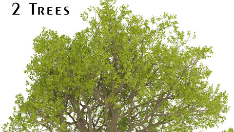 Set of Downy Oak Trees (Quercus pubescens) (2 Trees)