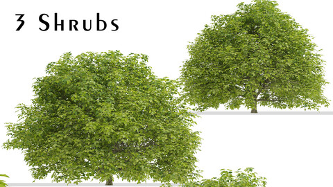 Set of Euonymus japonicus Shrubs (Evergreen spindle) (3 Shrubs)