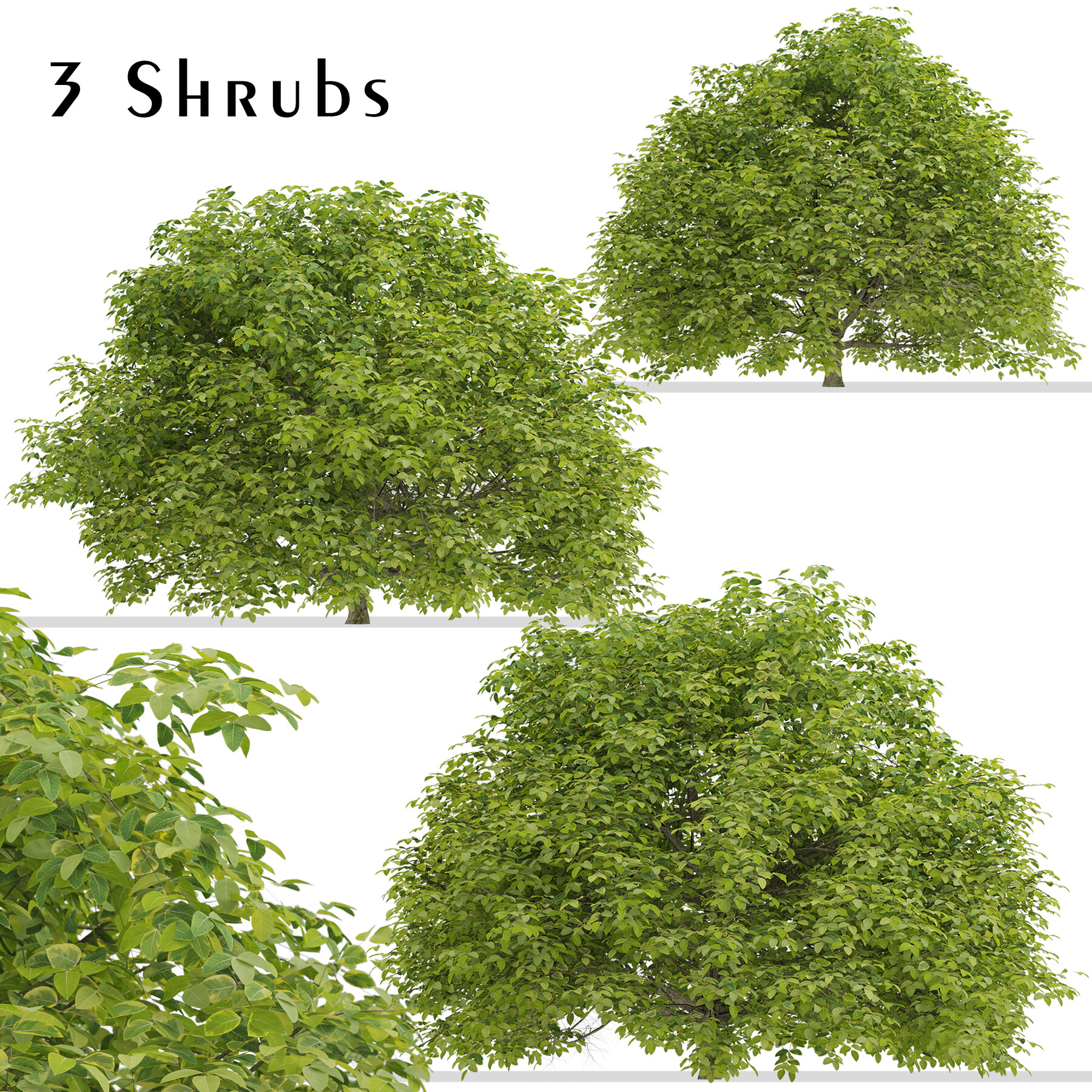 Artstation Set Of Euonymus Japonicus Shrubs Evergreen Spindle 3 Shrubs Resources