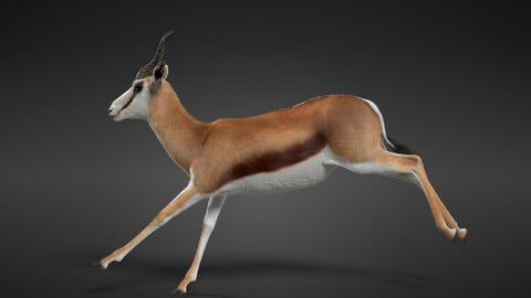 3D Animal | Springbok Animated