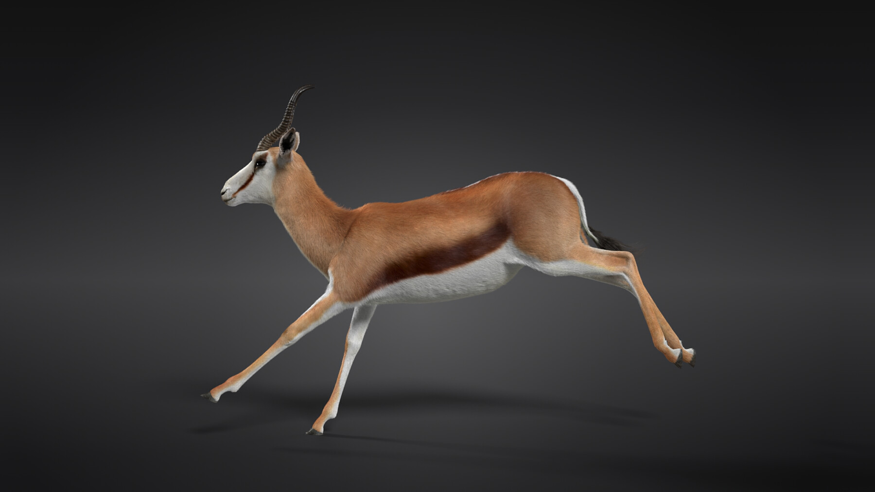 ArtStation - 3D Animal | Springbok Animated | Resources