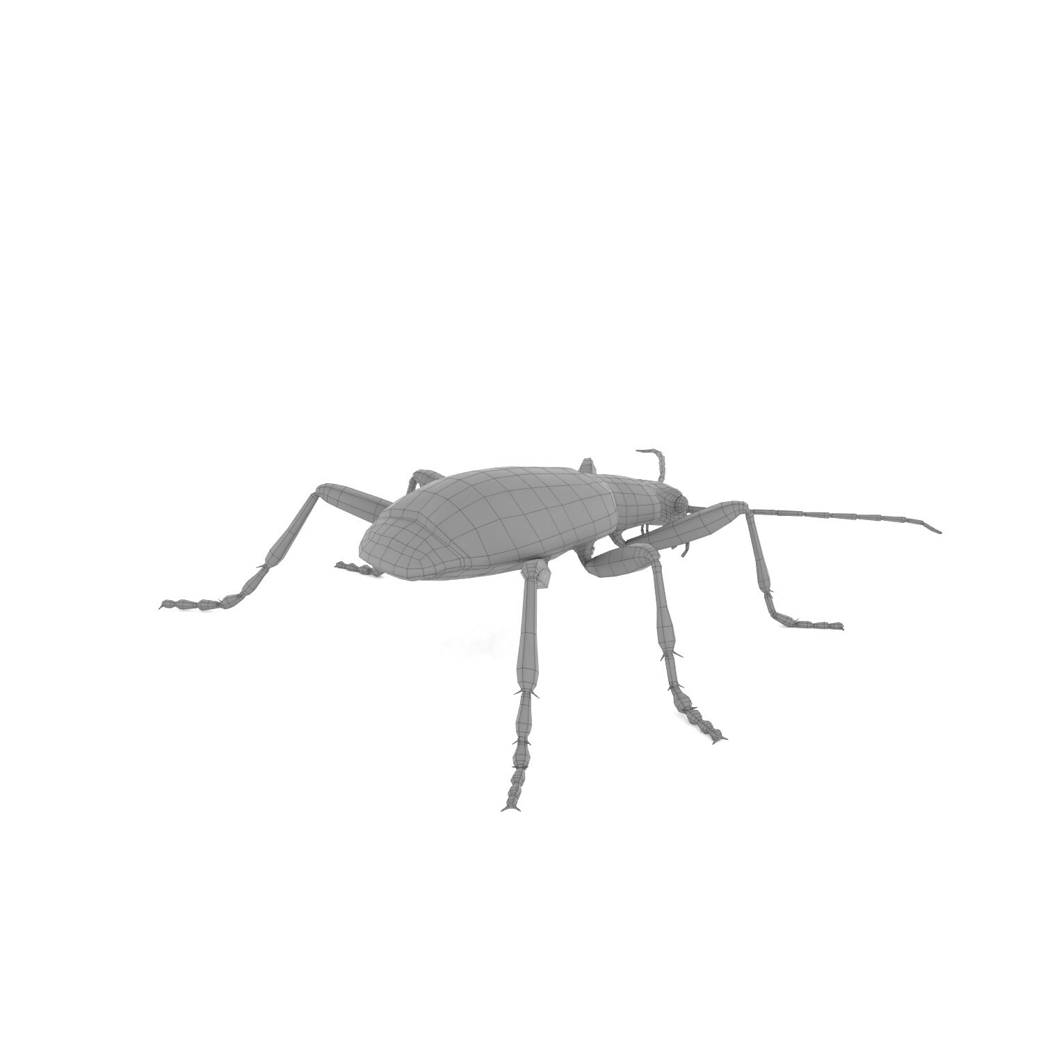 ArtStation Bombardier Beetle Resources