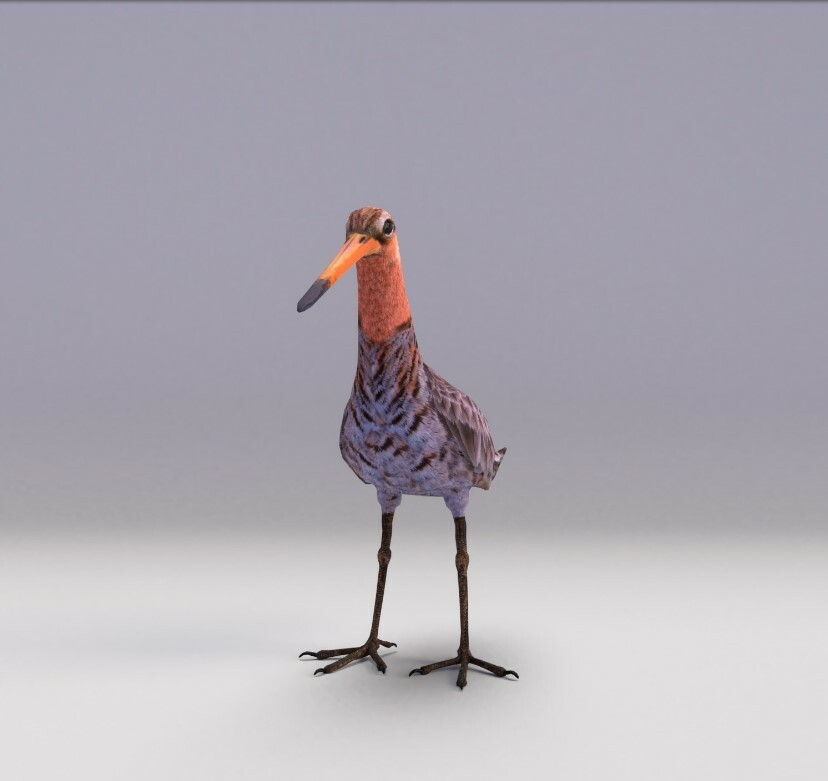 ArtStation - Black-tailed Godwit | Game Assets