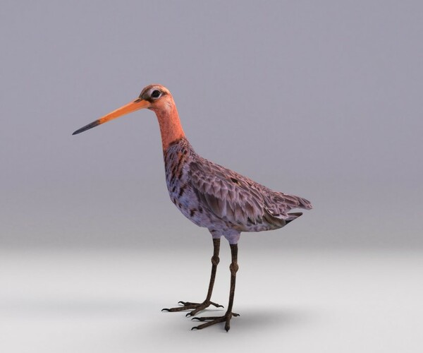 ArtStation - Black-tailed Godwit | Game Assets