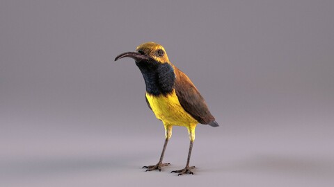 Olive-backed Sunbird