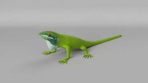 Anole Lizard