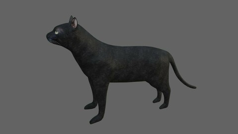Black Cat - Low and High Detail - Gato Preto 3D model
