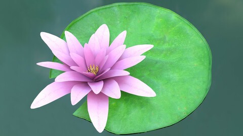 Water Lily