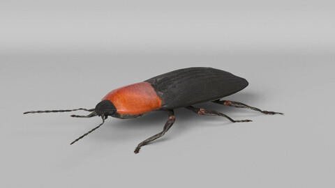 Cardiophorus Gramineus Beetle