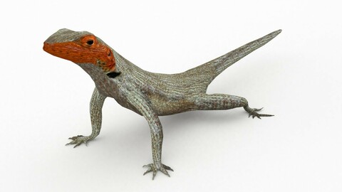 Lava Lizard