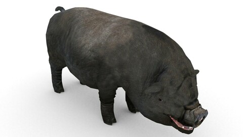 Vietnamese Pot-bellied Pig