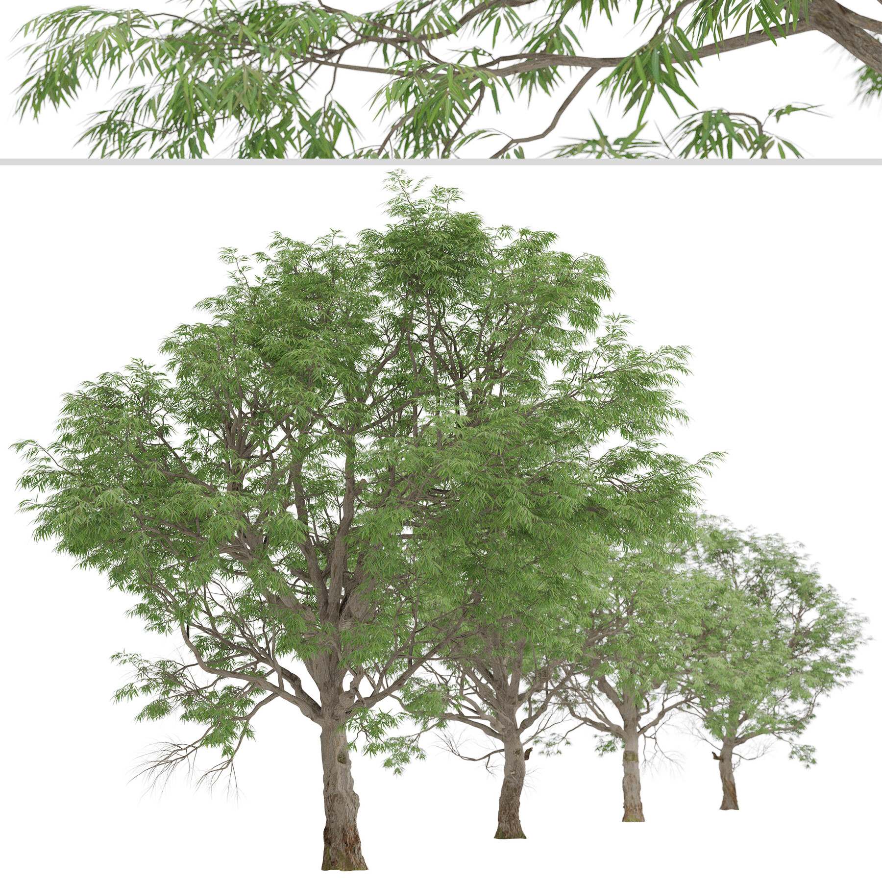 ArtStation - Set of Eucalyptus Radiata Trees (Forth River Peppermint ...