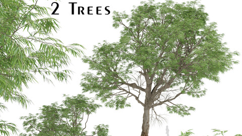 Set of Eucalyptus Radiata Trees (Forth River Peppermint) (2 Trees)