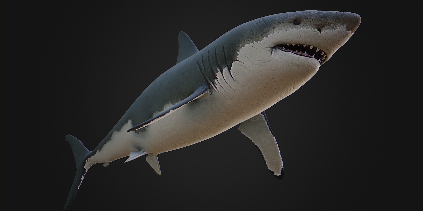 ArtStation - Great white shark - Blender