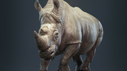 Rhino Animated