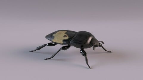 Saprinus interruptus beetle