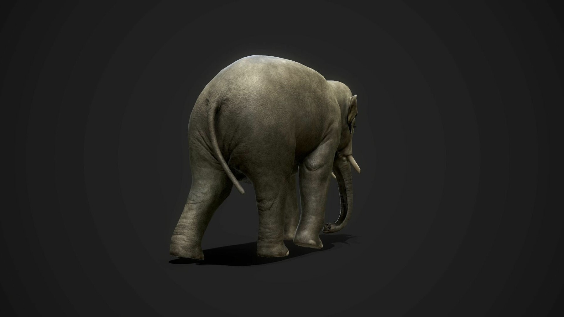 Elephant games. Слон 3д модель. слон 3d модель. elefant games. elephant games пенза.