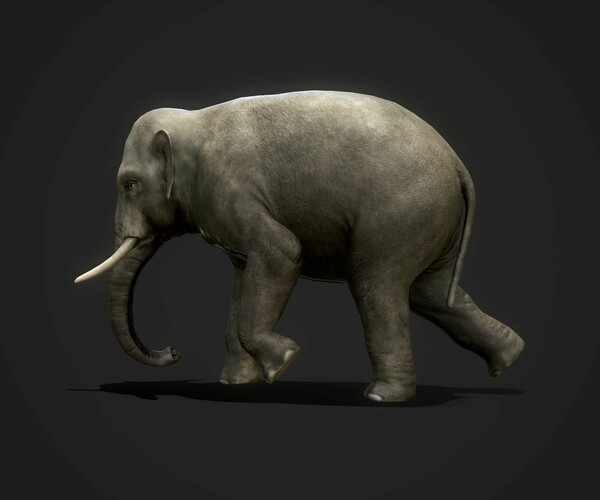 Elephant Short Tusks - 3D Model Animated - PixelBoom