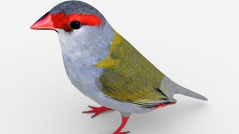 Red Browed Finch