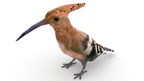 Eurasian hoopoe (Upupa epops)