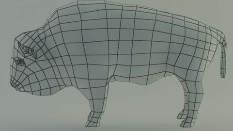 Bison base mesh