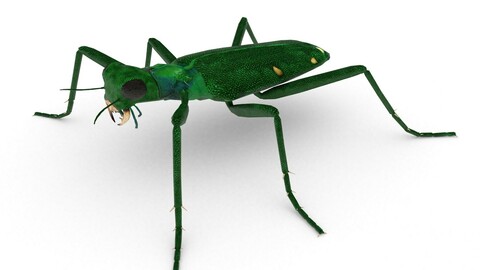 Six-spotted tiger beetle(Cicindela sexguttata)