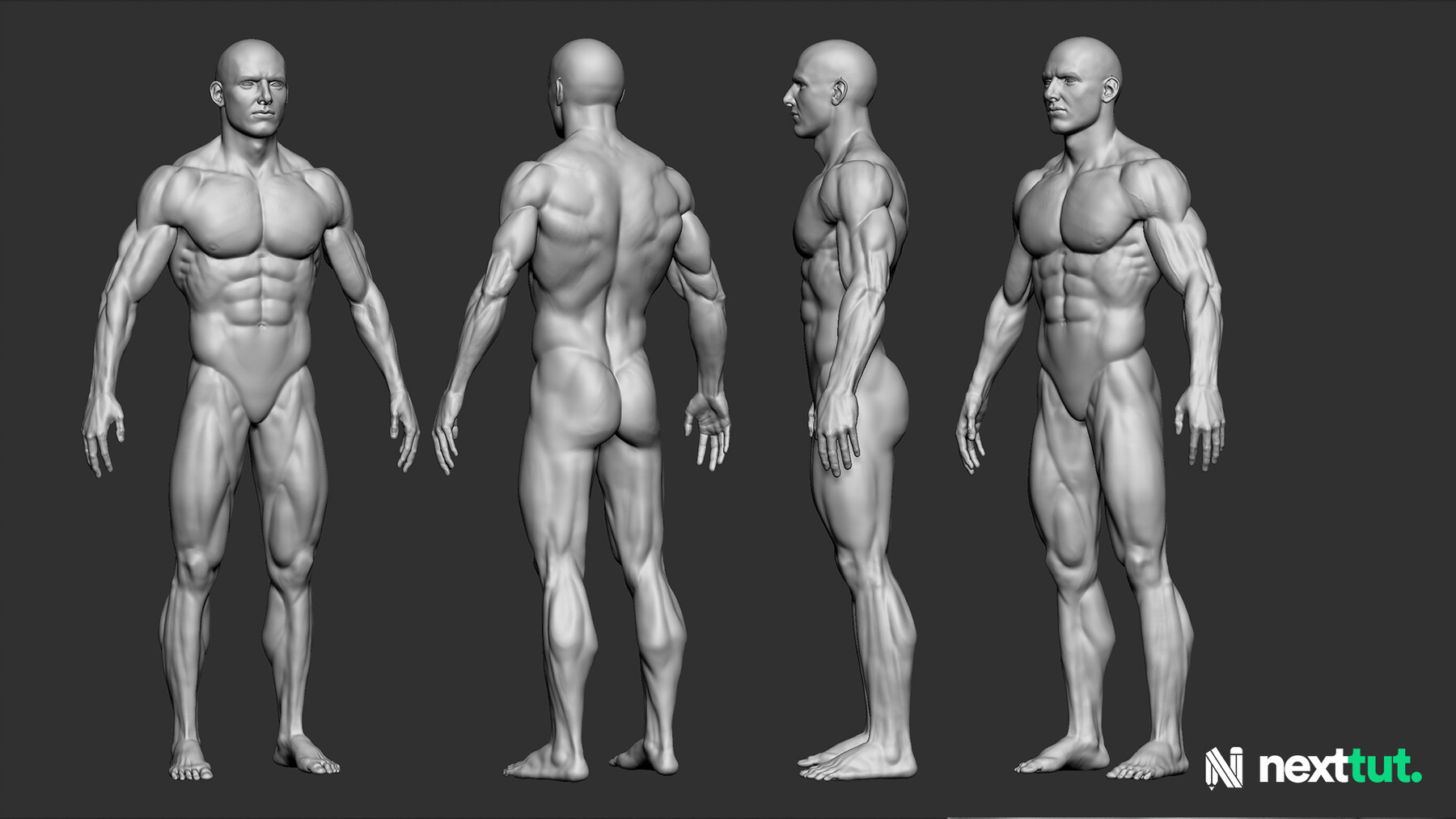 male body anatomy zbrush