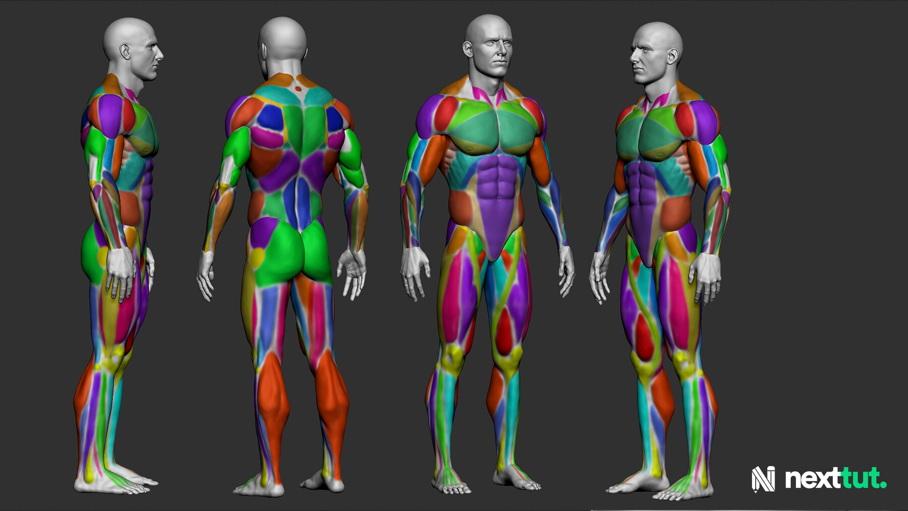 human anatomy for zbrush