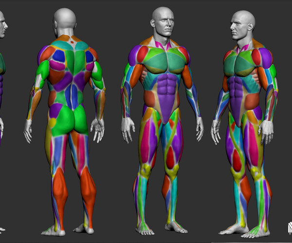 ArtStation - Dynamic Male Anatomy for Artists in Zbrush | Resources