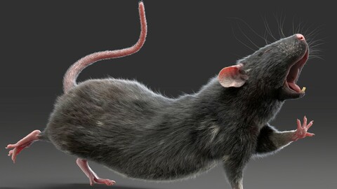 Rat Fur Rigged Black