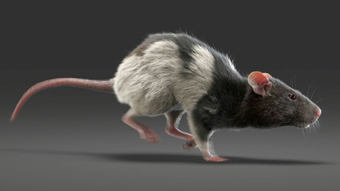 Rat Fur Animated Spotted