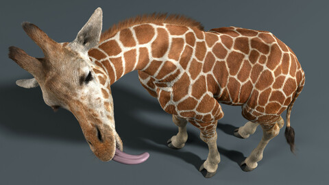 Giraffe Fur Rigged