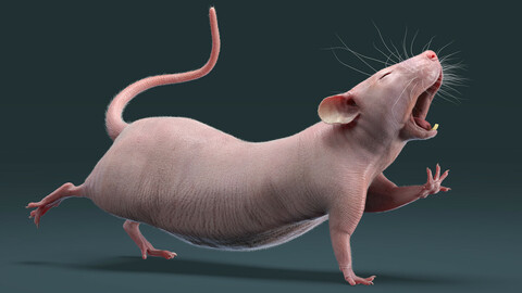 Rat Hairless Rigged