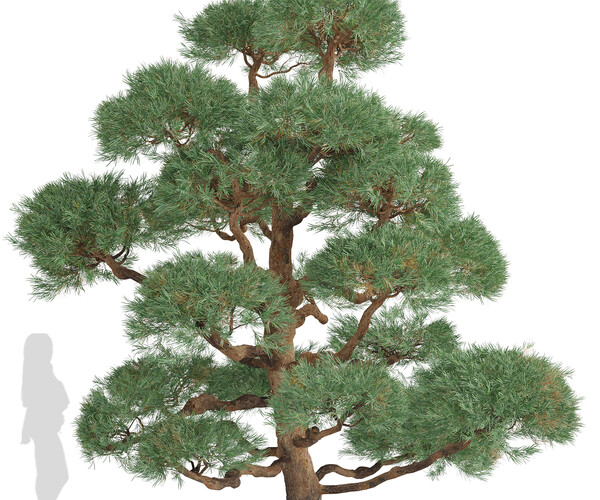 ArtStation - Set of Pinus Sylvestris Trees (Waldkiefer) (2 Trees ...