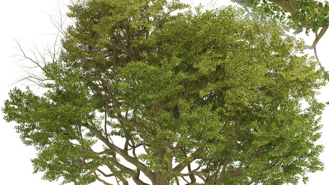 Common Oak Tree  (Quercus robur) (1 Tree)