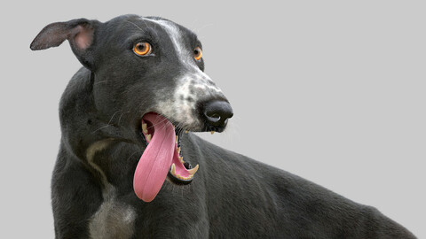 Greyhound Black Fur Rigged