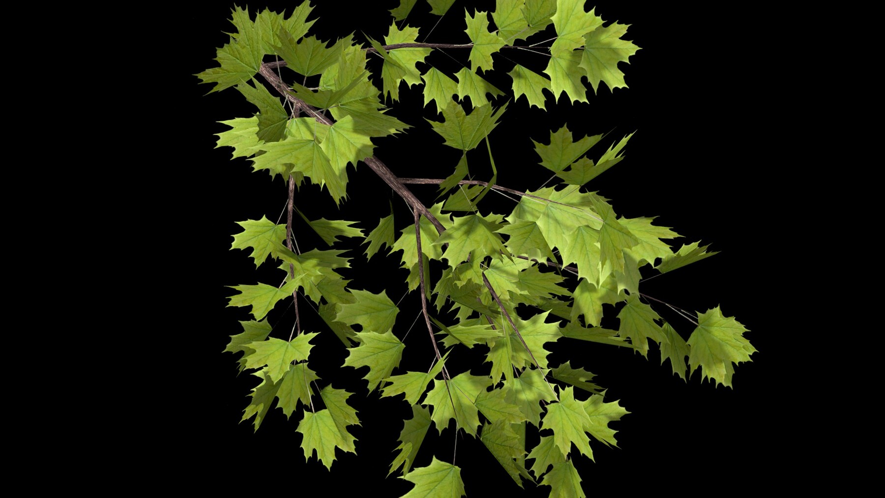 ArtStation - Maple branch | Resources