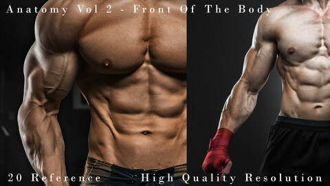 Anatomy Vol 2 -  Front Of The Body