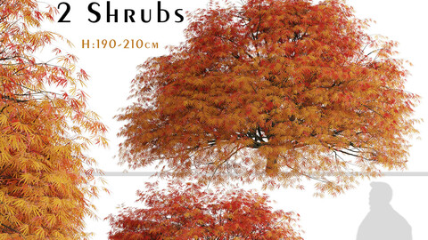 Set of Dissectum Atropurpureum Shrubs (Acer Palmatum) (2 shrubs)