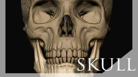 Skull Zbrush