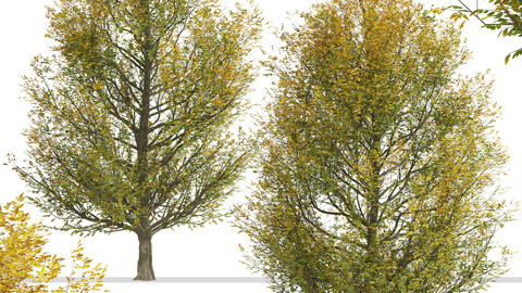 Set of European hornbeam Trees (Carpinus betulus) (2 Trees)