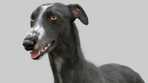 Greyhound Black Fur